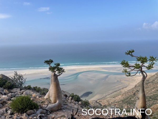 Socotra tour