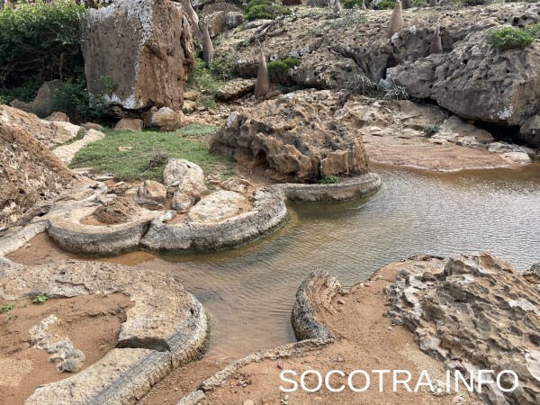 Socotra tour