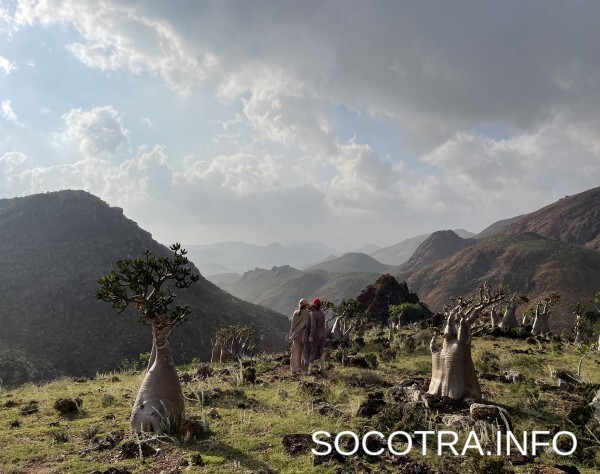 Socotra tour