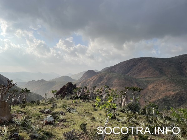 Socotra tour