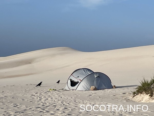 Socotra tour