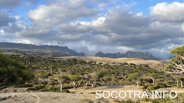 Socotra tour