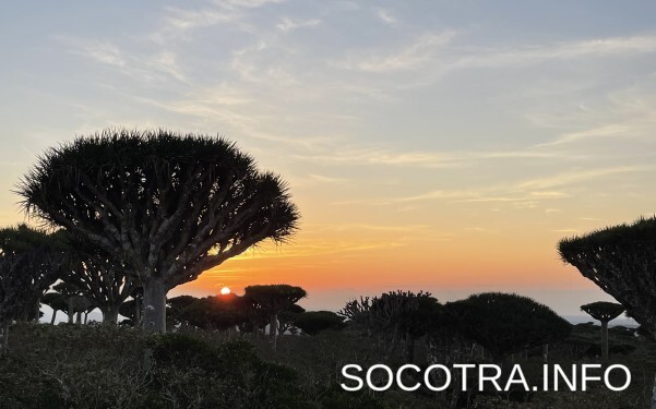 Socotra tour