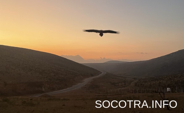 Socotra tour