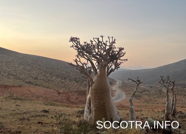 Socotra tour