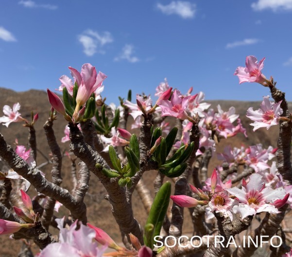 Socotra tour