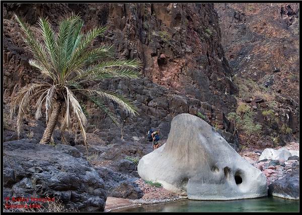 Socotra Picture of the Day: at the bottom of the canyon