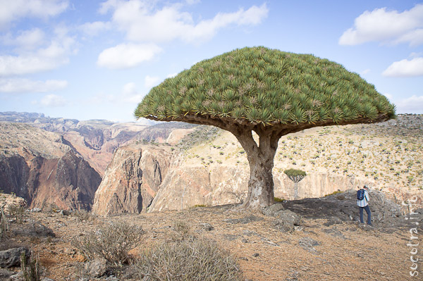 Socotra Picture of the Day: Dragoon blood tree