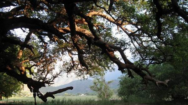 Socotra Picture of the Day: Old tree in Ayaft valley 