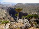 Dixam, Socotra