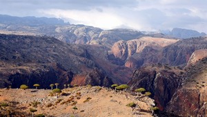 Dixam, Socotra island