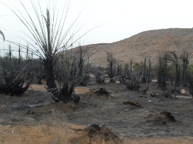 Debnah Oasis after fire