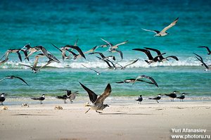 Socotra, Yemen