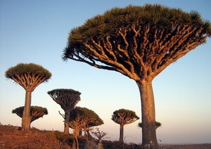 Dragoon blood tree, Socotra, Yemen