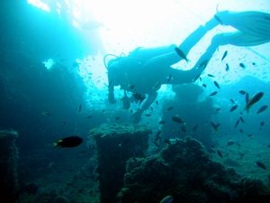 Diving in Socotra