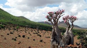 Bottle tree in Mumi 