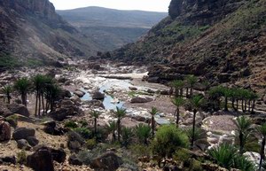 Wadi Kalesan, Socotra island