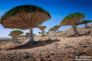 Socotra, Dixam