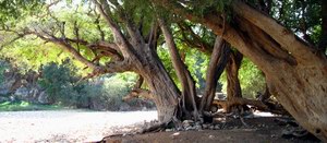 Ayft, Socotra